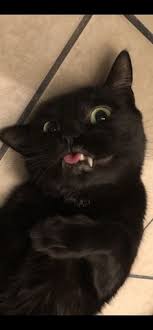 In plus, am mai observat o secretomanie, atat din partea companiilor cat si a trainerilor. 180 Dentition Ideas In 2021 Dental Art Dental Photography Dental Anatomy