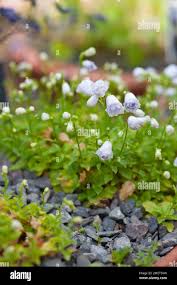 Image result for Porphyrostemma grantii