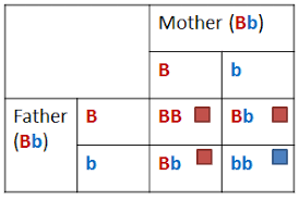 Eye Color Chart Chances 2019