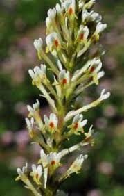 Image result for Hebenstretia dentata