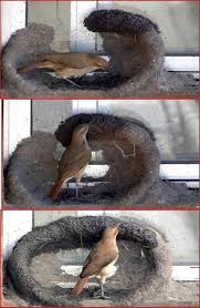 Birds That Make Mud Nests On Walls Mud Nests Known For Their Mud Nests The Hornero Bird Comes From The Spanish Word Horno Meaning Oven