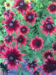 Maybe you would like to learn more about one of these? 40 Flowers I M No Longer Growing For Cuts Heirloom Soul Florals Wedding Florist And Flower Farm In Buffalo Ny Wny