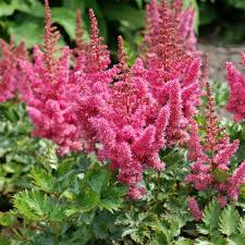 A reliable and tall astilbe variety, astilbe 'bressingham beauty' (astilbe x arendsii) features a very good garden plant with many flowers held on strong stems, astilbe 'diamond' or 'diamant' (astilbe x. Visions In Pink Astilbe Plants For Sale False Spirea Free Shipping