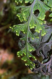Image result for Hymenophyllum triangulare