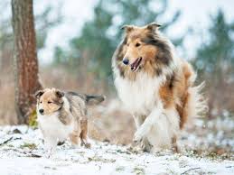 Maybe you would like to learn more about one of these? Baby Lassies Auf Tour So Suss Sind Colliewelpen