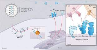 It retro virus that code their rna and then insert into dna into host cell. Document