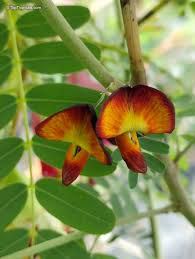 Image result for Sesbania pachycarpa