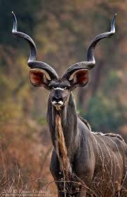 Greater Kudu Bolshoj Kudu African Animals Animals Animals Wild