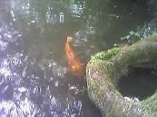 Image result for Diary 2010 by dali48