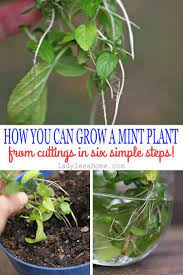 How To Grow Mint From Cuttings Mint Plants Growing Mint Growing Herbs Indoors