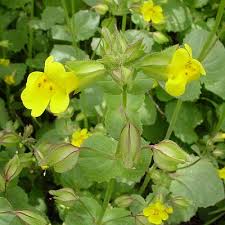 Image result for Mimulus gracilis