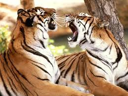 Akan mendapat pujian orang 70.mimpi makan katak. Mimpiku Mimpi Anakku Harimau Hendricus Widiantoro