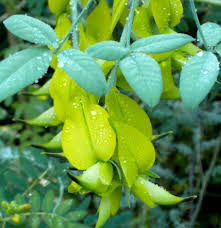 Image result for Crotalaria agatiflora