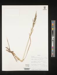 Image result for Eragrostis atrovirens