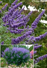 Image result for Vitex franceseana