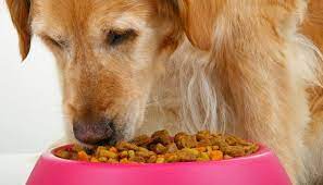 Top 5 Best Inexpensive Dog Food That S Good Value For Money Dog Food Recipes Best Dog Food Brands Dog Food Brands