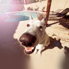 Check spelling or type a new query. Papers Co Ipad Wallpaper Ms62 Dog Cute Face Animal Nature Nose