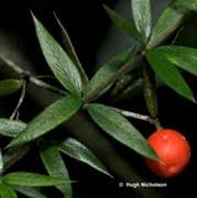 Image result for Alyxia ruscifolia