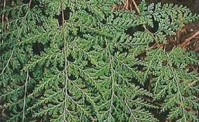 Image result for Odontosoria africana