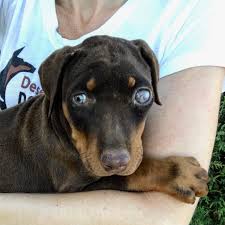 Adopting a doberman pinscher will cost anywhere between $50 to $300 in adoption fees, depending on the requirements of the specific shelter or rescue. Doberman Breeders And Doberman Puppies In Arizona