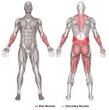 Loss of control of the bowel or bladder and retention of urine may. Deadlift Muscle Chart Barbe