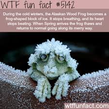 The Alaskan Wood Frog Can Still Live After Weeks Of Being Frozen Wtf Fun Facts Animals Animals Beautiful Cute Animals