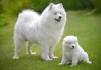 Samoyeds for Sale | Dogs on Oodle Classifieds