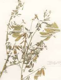 Image result for Lessertia pauciflora