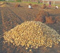 Farmers in Banaskantha are in trouble now