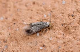 Image result for Stigmella ulmariae