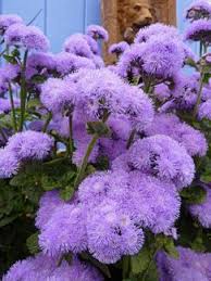 Ageratum Houstonianum Blue Horizon Blooms Spring To Early Winter Attracts Butterflies Beautiful Flowers Annual Flowers Flower Garden