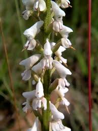 Image result for Disa aconitoides