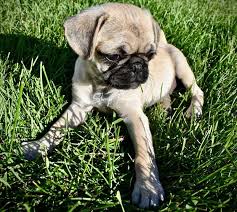 Maybe you would like to learn more about one of these? Pin On Fawn Pugs