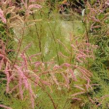 Image result for tamarix ramosissima pink cascade