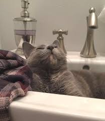 sink buddy : catsmiles
