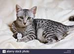 Egyptian Mau Cat Breed Information, Pictures ...