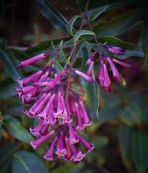 Image result for Cestrum × cultum