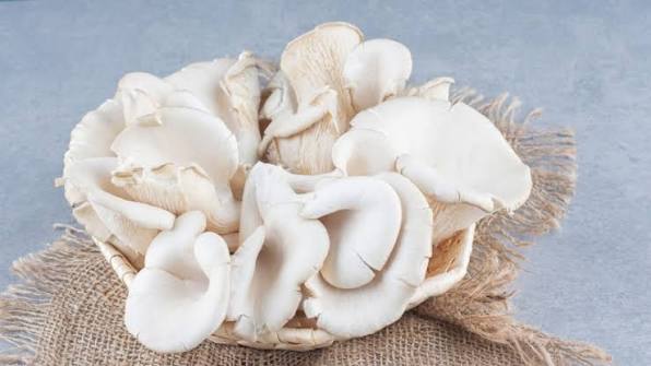 Nấm sò trắng là gì, có phải là nấm bào ngư trắng không?