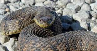 The Diamondback Water Snake Nerodia Rhombifer Is An Extremely Common Non Venomous And Harmless Colubrid Snake Endemic To Ce Snake Snake Facts Diamondbacks