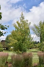 Image result for bigtooth maple