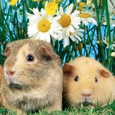 Epingle Sur Lil Piggies