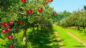 Formarea şi taierea pomilor fructiferi ( vand pomi fructiferi prun) ca procedee agrotehnice sunt menite pentru a dirija creşterea şi productivitatea pomilor pe rod. Distanta Plantare Pomi Fructiferi Cum Sa Ii Plantezi Pentru A Se Dezvolta Corect Cumsa Ro