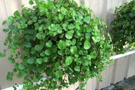 It is distinguished by their delicate, meshy green leaves making the room fascinating and full of allure. 25 Gorgeous Houseplants That Are Safe For Cats And Dogs Aspca Approved