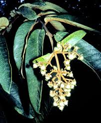 Image result for Vismia orientalis