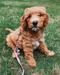 We have f1b/ second generation: Top 6 Goldendoodle Breeders In Texas 2021 We Love Doodles