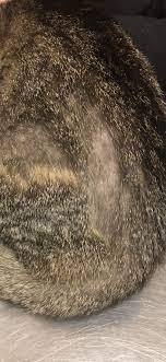Cat hair loss can be partial or complete, and the patterns can varied or symmetrical. Feline Alopecia Cat Skin Problems Cat Skin Skin Problems