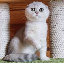 cats munchkin scottish fold 23 ideas scottish fold kittens cat scottish fold scottish fold