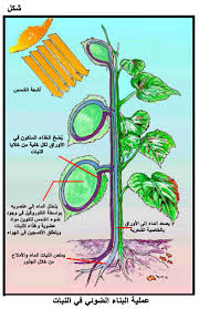 النباتات