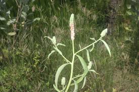 Image result for Sphenoclea zeylanica