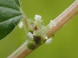 Image result for Pouzolzia parasitica